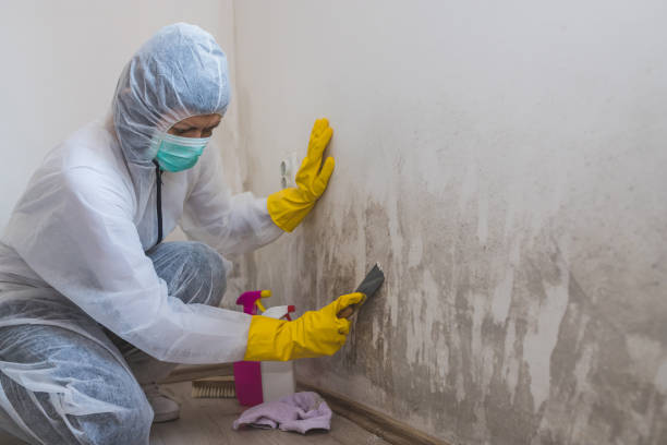 Best Crawl Space Mold Removal  in Merton, WI