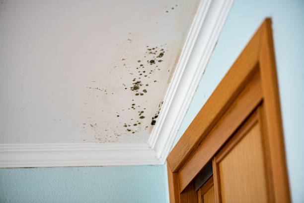 Best Office Mold Removal Services  in Merton, WI