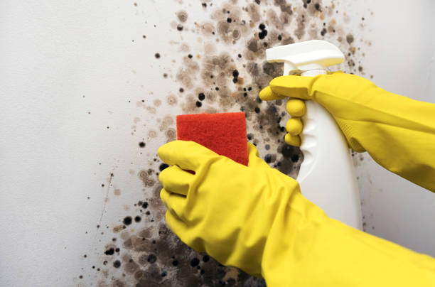 Best Local Mold Removal Service  in Merton, WI