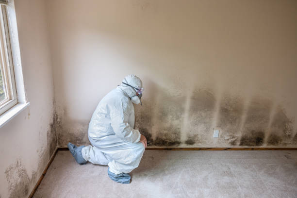 Best Mold Testing  in Merton, WI