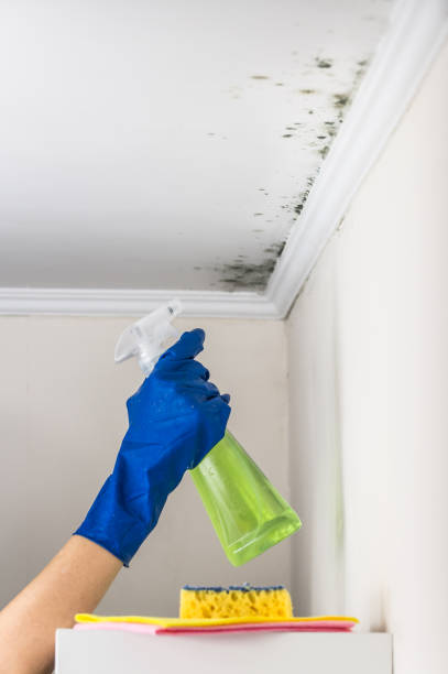 Best Fast Mold Removal  in Merton, WI