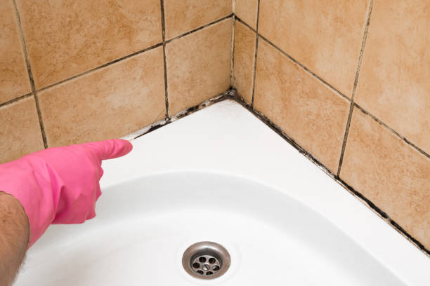 Best Residential Mold Removal  in Merton, WI